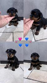 Yorkshire terrier