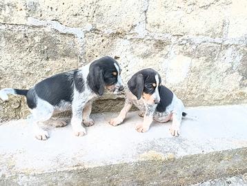 Jagh terrier x griffon blue