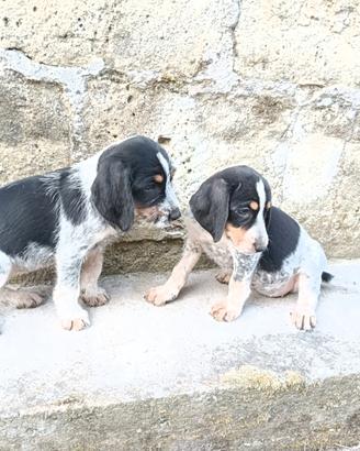 Jagh terrier x griffon blue
