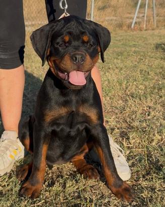 Cuccioli di rottweiler con pedigree