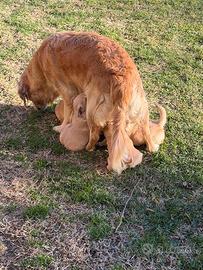 Cuccioli di Golden Retriver