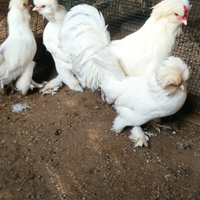 Galline ornamentali