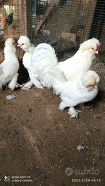 Galline ornamentali