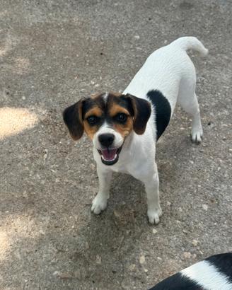 Cuccioli meticci
