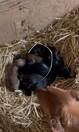 Cuccioli di bassotto