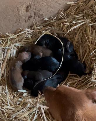 Cuccioli di bassotto