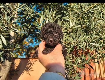 barboncino mini Toy nero 2 femmine x fine agosto 
