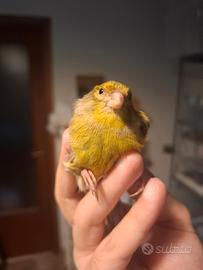 Canarino selvatico femmina anno 2024