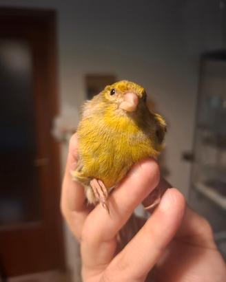 Canarino selvatico femmina anno 2024