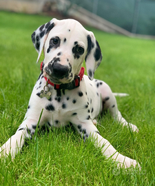 CUCCIOLI DALMATA con PEDIGREE Veneto