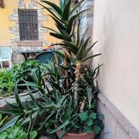 pianta di aloe vera con vaso