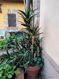 pianta di aloe vera con vaso