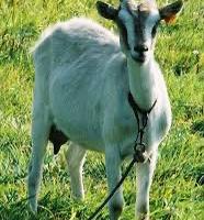 Capretto d'allevamento