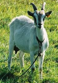 Capretto d'allevamento