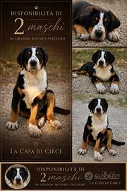 Grande Bovaro Svizzero - 2 maschi con pedigree