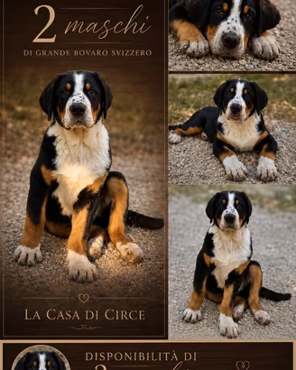 Grande Bovaro Svizzero - 2 maschi con pedigree