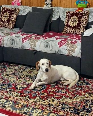 Splendido cane incrocio Setter inglese