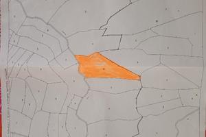 Bosco vicinanze Ceva