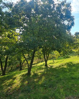 Castagneto