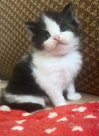 Cucciolo di persiani normotipo MASCHIO
