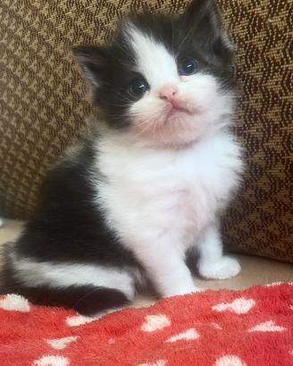 Cucciolo di persiani normotipo MASCHIO