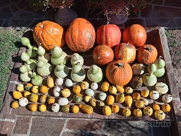 Zucche ornamentali
