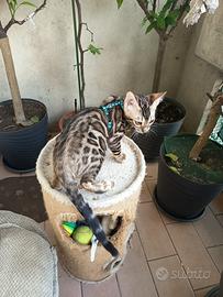 Cucciolo Bengala