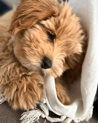 Maltipoo toy