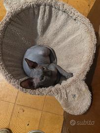 Gatto Sphynx maschio cucciolo