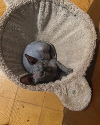 Gatto Sphynx maschio cucciolo