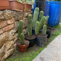 Piante grasse , cactus