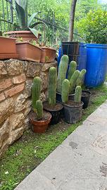 Piante grasse , cactus