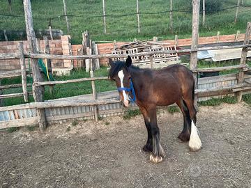 Puledra gypsy