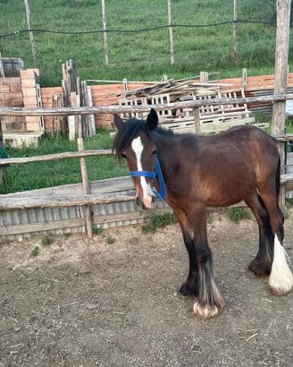 Puledra gypsy