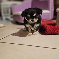 Chihuahua femmina p.l