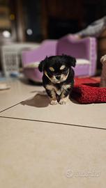 Chihuahua femmina p.l