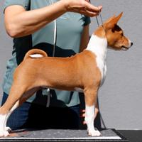BASENJI cucciolo con pedigree ENCI