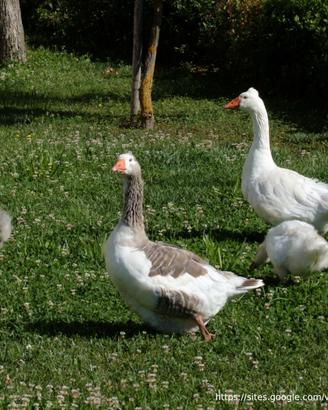 Oca della Normandia - Variante Bavent