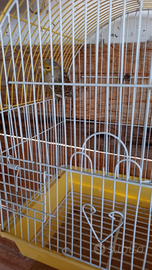 Canarino maschio agata giallo mosaico 2025