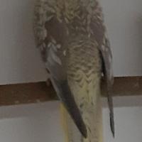 Smarrito pappagallo calopsite