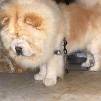 Chow Chow