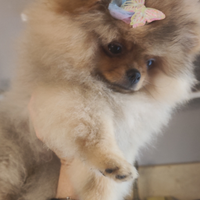 Spitz Tedesco Nano Pedigree ENCI