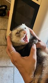 Furetto maschio per monta