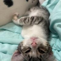 Gattino Superdolcissimo