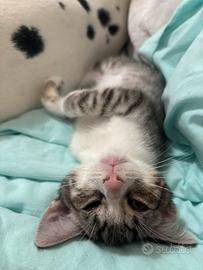 Gattino Superdolcissimo