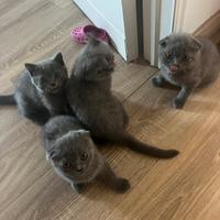 Cuccioli svottish fold
