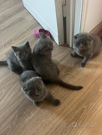 Cuccioli svottish fold
