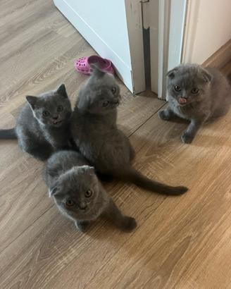 Cuccioli svottish fold