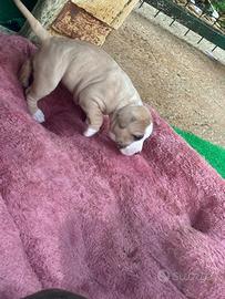Cuccioli pitbull