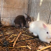 Disponibili 3 conigliette teste di leone